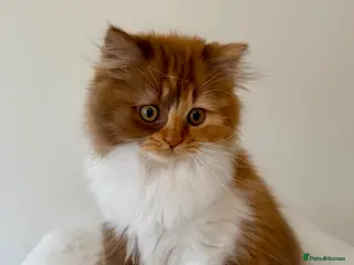 British Longhair cats British Longhair girls TICA registered - Advert 5