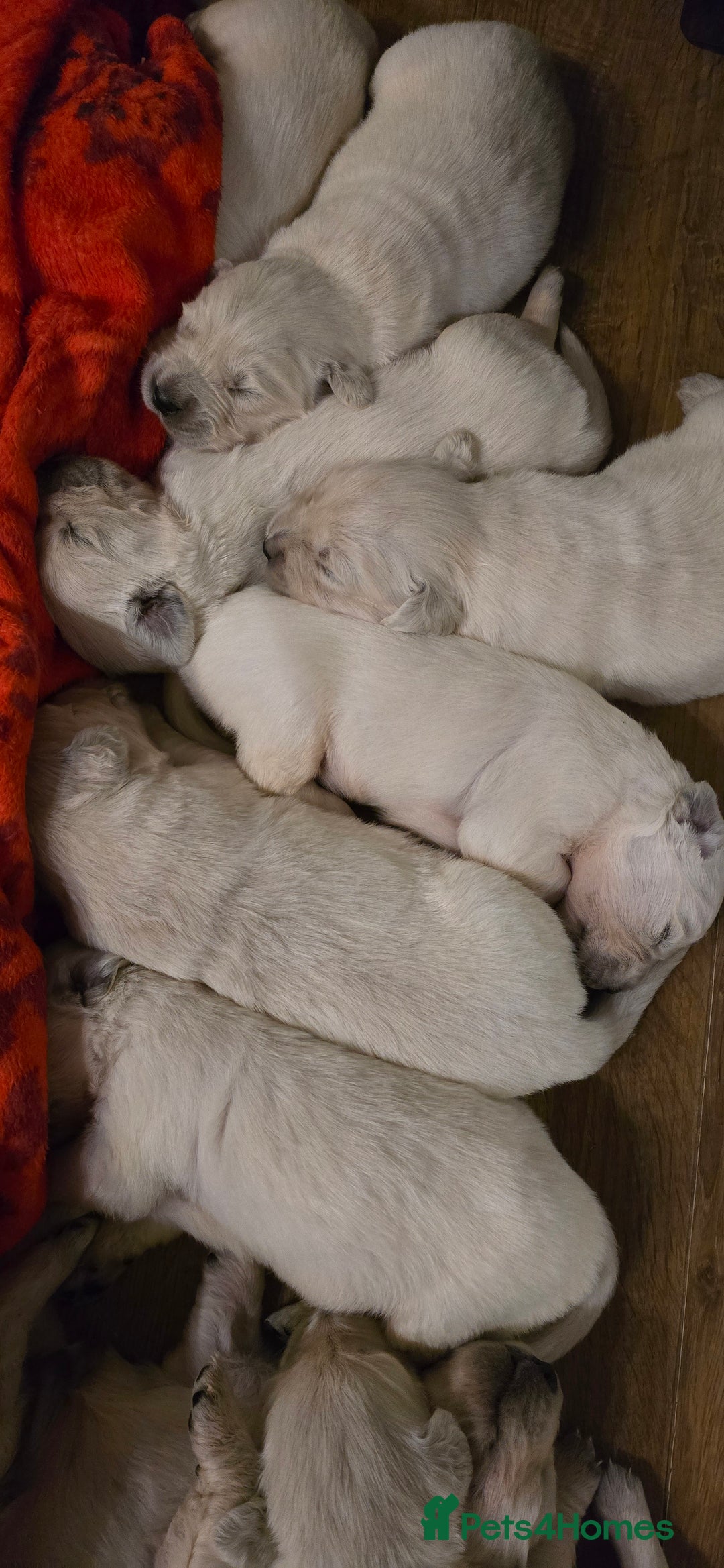 Golden Retriever dogs for sale: Adorable white Golden Retriever - Advert 7