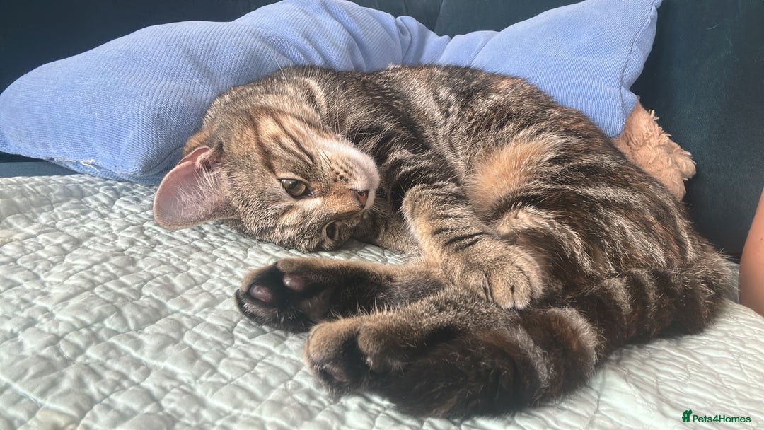 British Shorthair cats for sale: Tabby Cat - Image 2