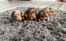 Dachshund dogs for sale: Miniature dachshund  - Image 2