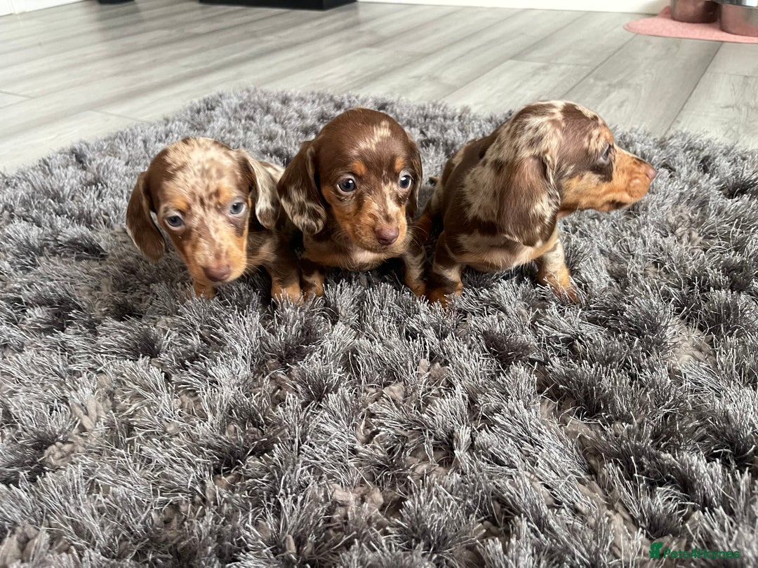 Dachshund dogs for sale: Miniature dachshund  - Image 2