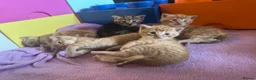 Mixed Breed cats for sale: Beautiful Family-Raised Kittens in Oswestry - Advert 21