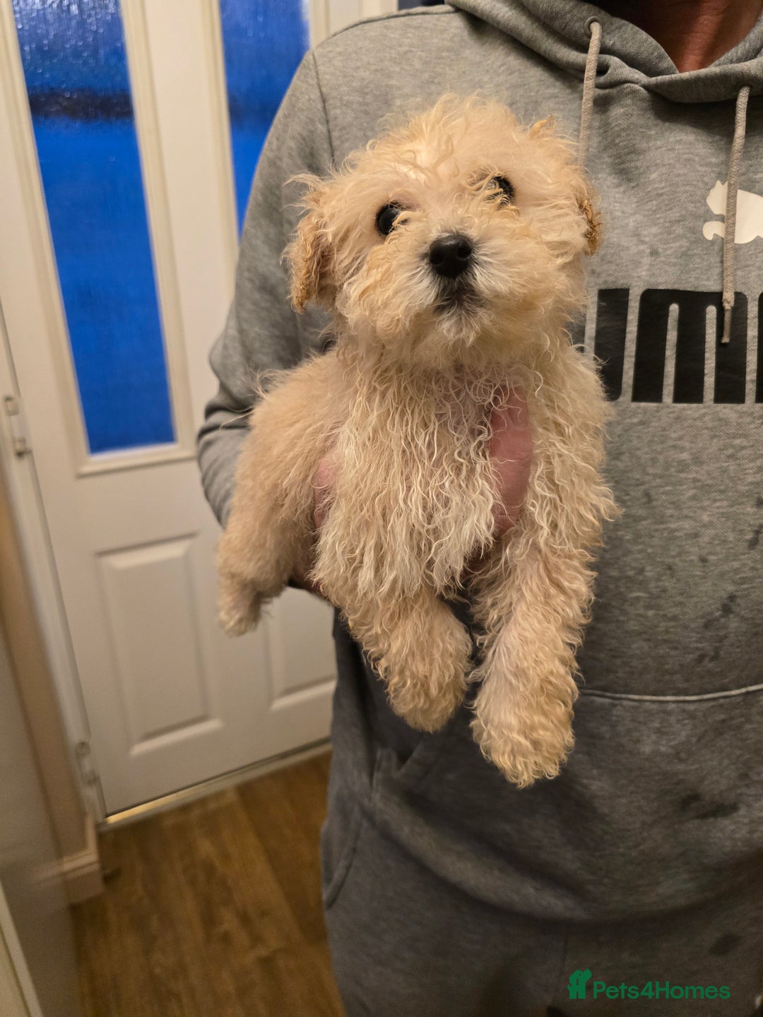 Poochon dogs for sale: Poochon  - Advert 22