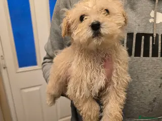 Poochon dogs Poochon - Advert 9