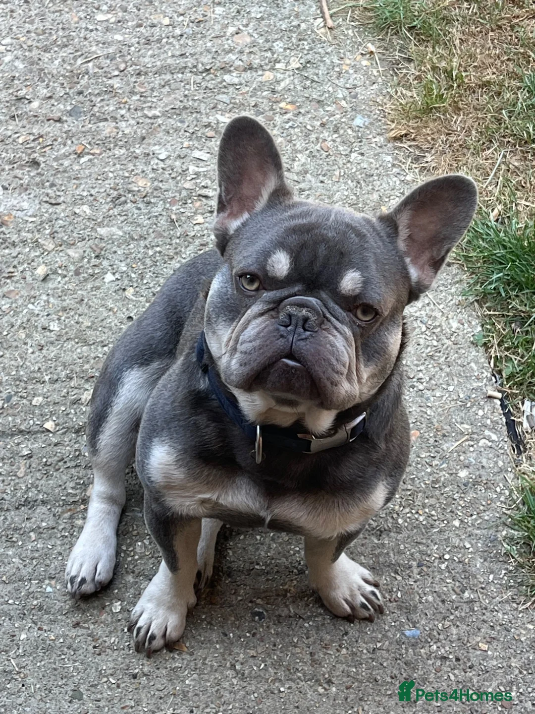 Mixed Breed dogs for sale: Beautiful Boy BRUNO in Southampton - Advert 1