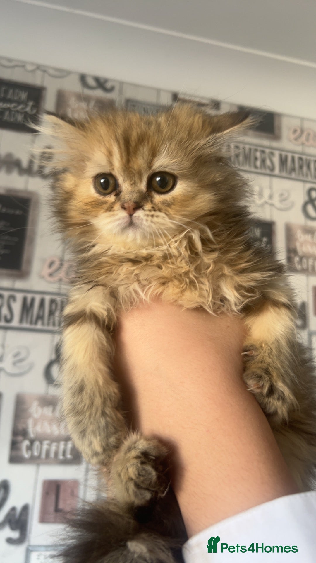 Persian cats  1 GIRL LEFT 🌸🌷💐🌹🌼 - Advert 1
