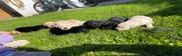 Labrador Retriever dogs for sale: Labrador Puppies  - Advert 26
