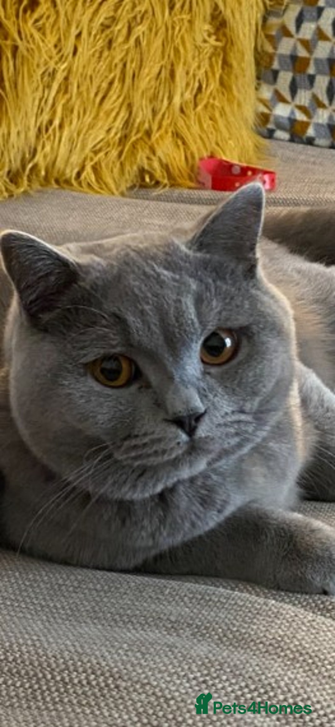 British Shorthair cats for stud: GCCF/ TICA British shorthair stud in Wakefield - Advert 1