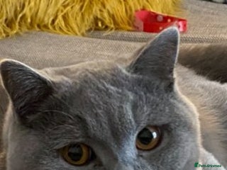 British Shorthair cats in Wakefield - Advert 5