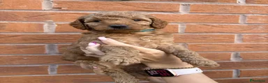 Cockapoo 2 Teal