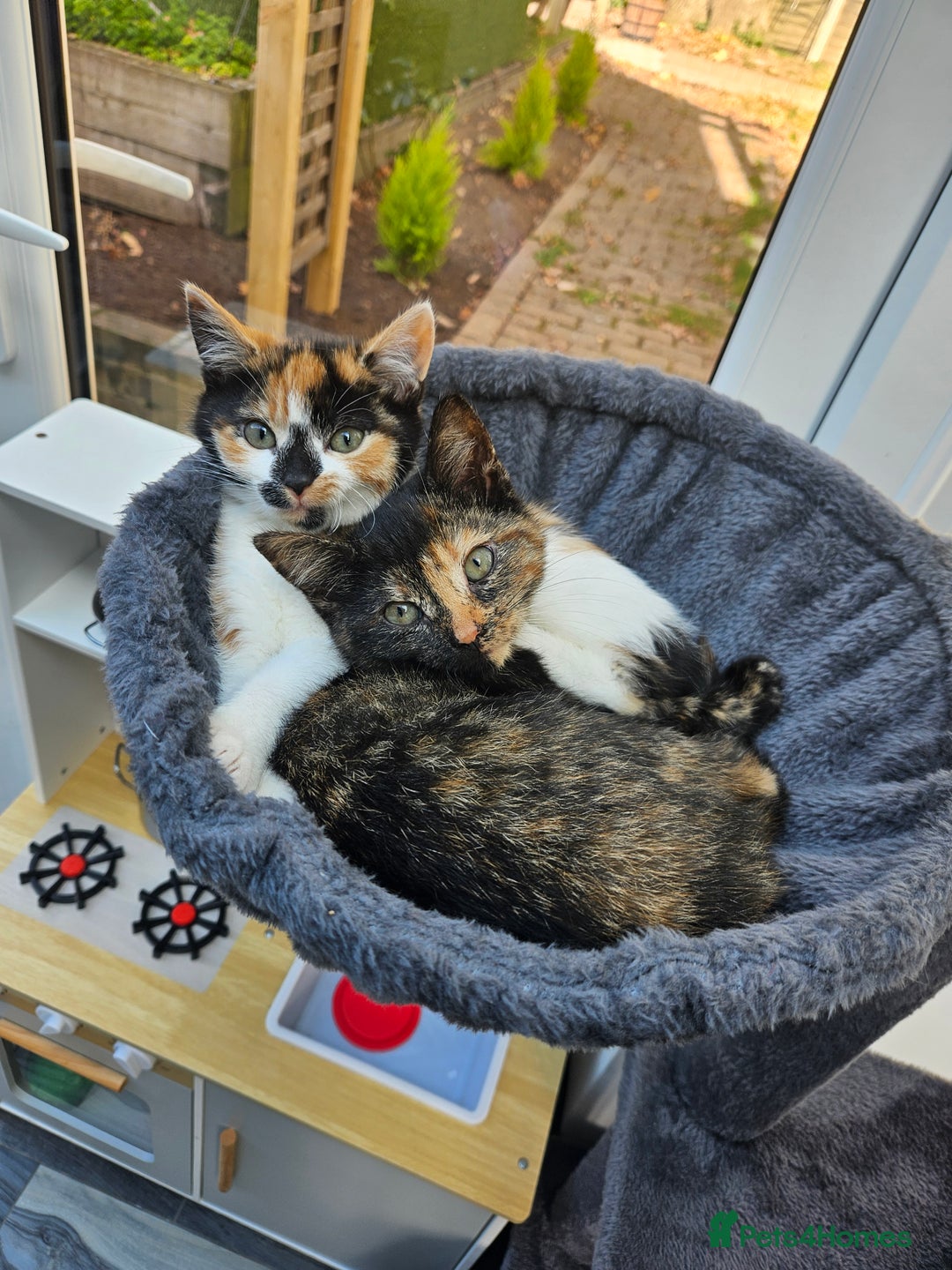 European cats for sale: Lovely 2 sisters kittens ready to find a new home. - Image 1