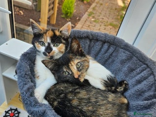 European cats - Advert 2