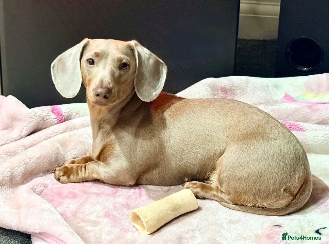Miniature Dachshund dogs for sale: True miniature chocolate boy - Advert 5