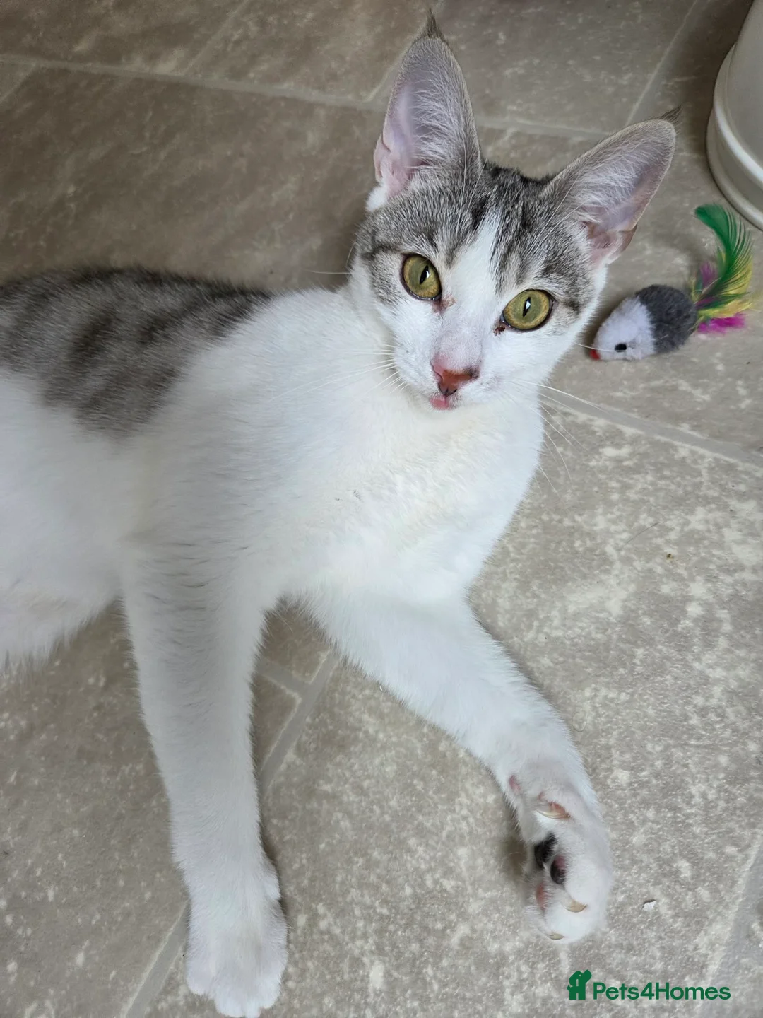 Mixed Breed cats for adoption: Rescue kitten Princess in need of new home - Advert 4