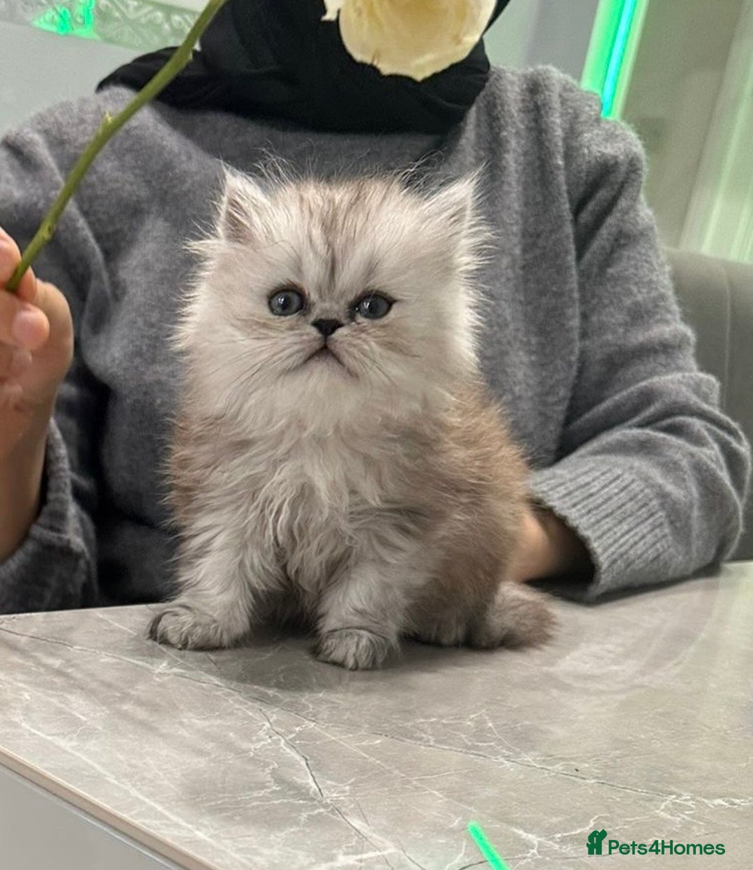 Persian cats for sale: Beautiful Grey Tortie Persian Kitten  - Image 2