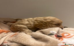 Mixed Breed dogs for sale: BEAUTIFUL PUPPIES - Cockapoo x Sproodle  - Image 12