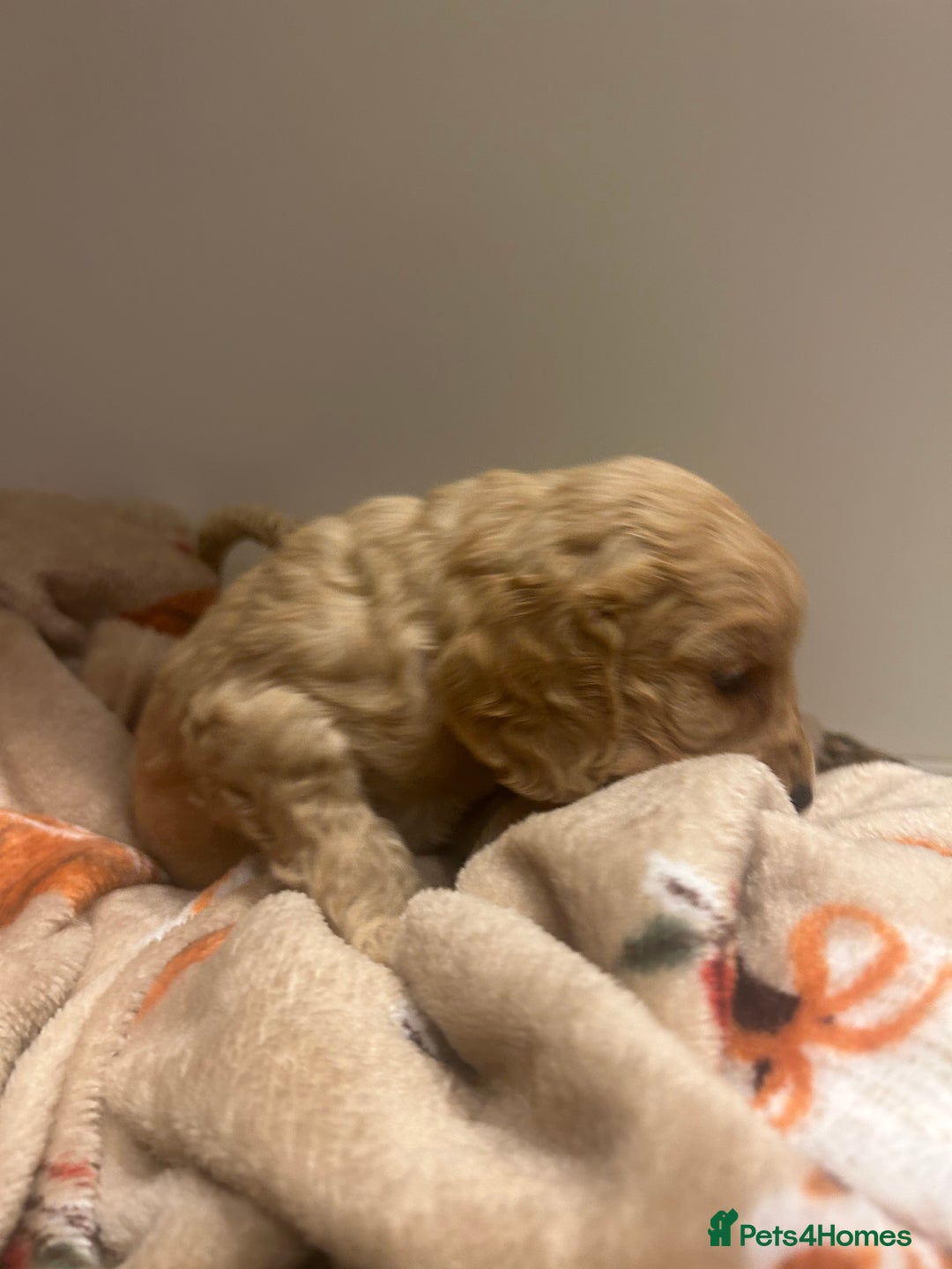 Mixed Breed dogs for sale: BEAUTIFUL PUPPIES - Cockapoo x Sproodle  - Image 12
