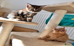 Mixed Breed cats for sale: Amiable bengal mix tabby kittens - Image 4
