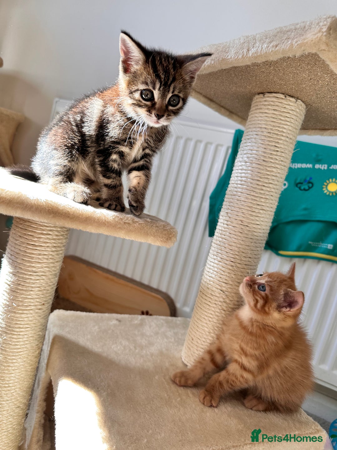 Mixed Breed cats for sale: Amiable bengal mix tabby kittens - Image 4