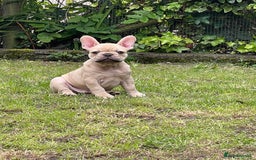 French Bulldog dogs for sale: French Bulldog puppies 3 girls and 3 boys - Image 15