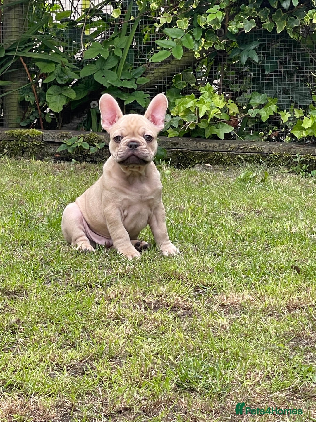 French Bulldog dogs for sale: French Bulldog puppies 3 girls and 3 boys - Image 15