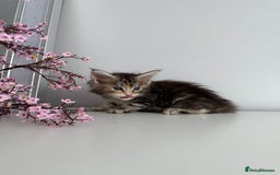 Maine Coon cats for sale: Stunning TICA Maine Coon girls - Image 18