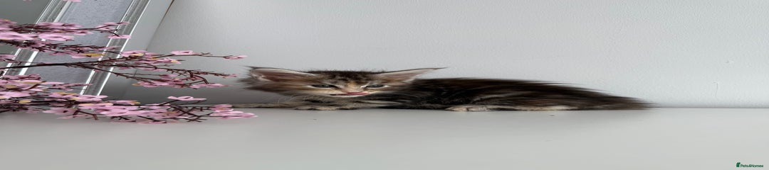 Maine Coon Kitten 1