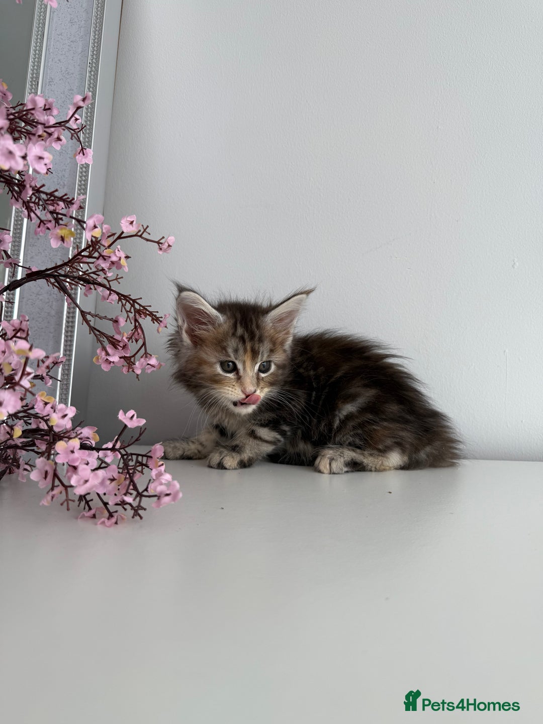 Maine Coon cats for sale: Stunning TICA Maine Coon girls - Image 18