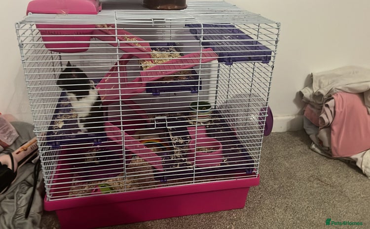 Hamster rodents - Advert 1