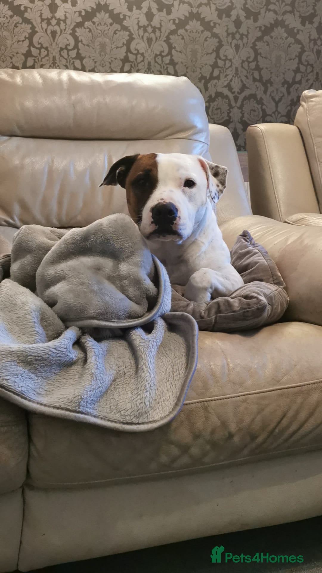 Staffordshire Bull Terrier dogs Bertie Staffordshire bull terrier almost 3 - Advert 2