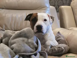 Staffordshire Bull Terrier dogs Bertie Staffordshire bull terrier almost 3 - Advert 2