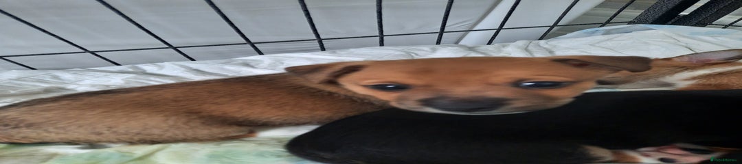 Jack Russell Puppy 1
