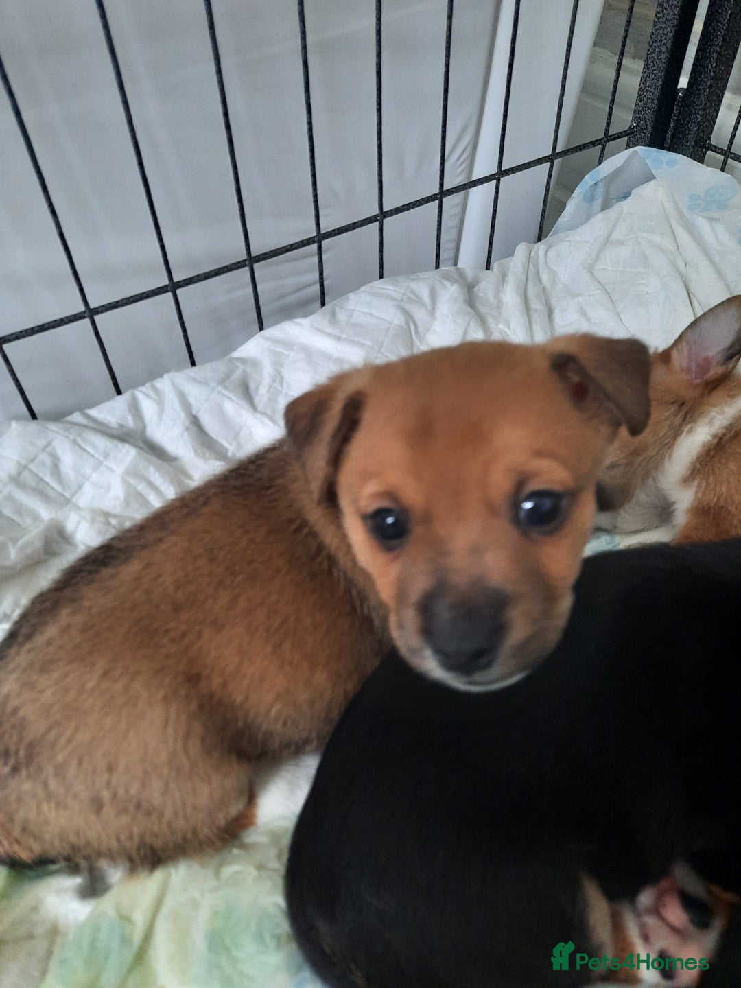 Jack Russell dogs for sale: Mini jack russells  - Image 14