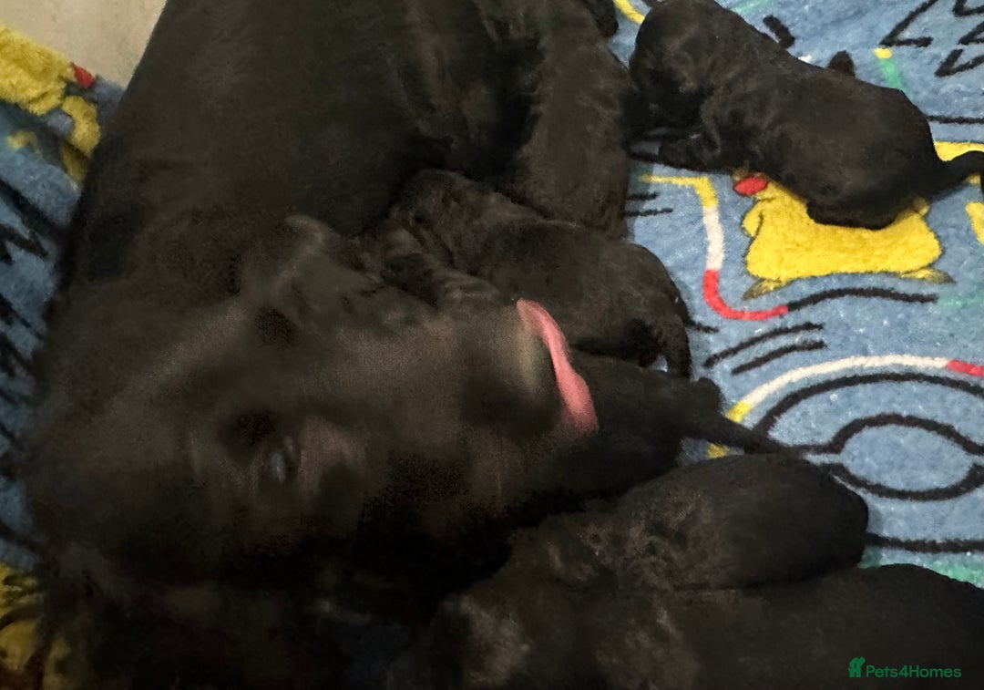 Cockapoo dogs for sale: Stunning cockapoo ready 21 December  - Advert 4