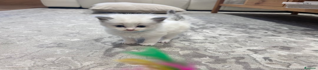 Ragdoll Kitten 3