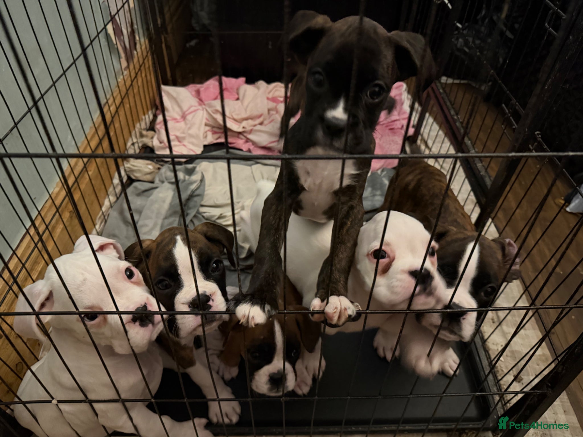 Boxer dogs Boxer Dog Puppies bobtail/longtail - Advert 3