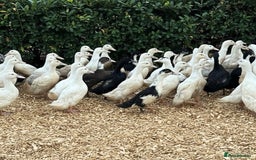Ducks poultry for sale: Female Ducks & Ducklings in a range of breeds  - Advert 1
