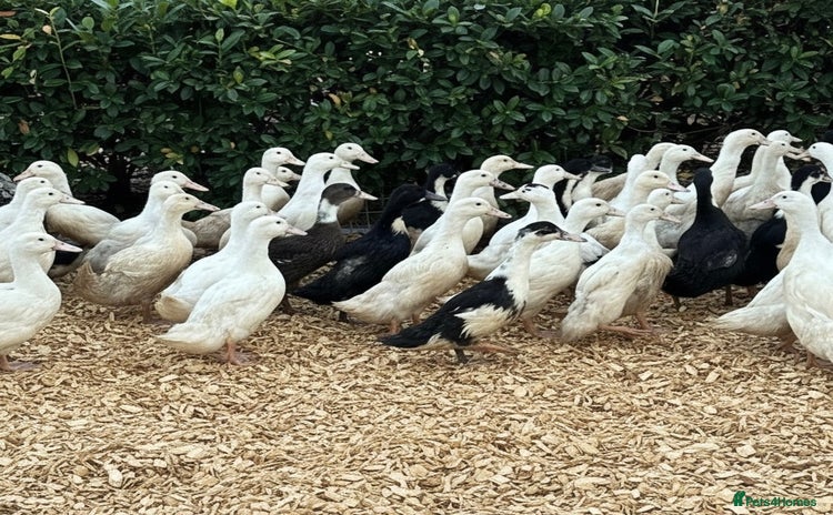 Ducks poultry Female Ducks & Ducklings in a range of breeds  - Advert 2