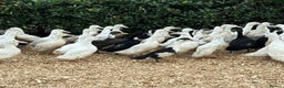 Ducks poultry for sale: Female Ducks & Ducklings in a range of breeds  - Advert 1