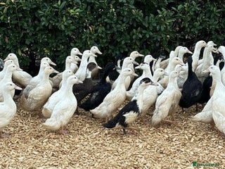 Ducks poultry Female Ducks & Ducklings in a range of breeds - Advert 6