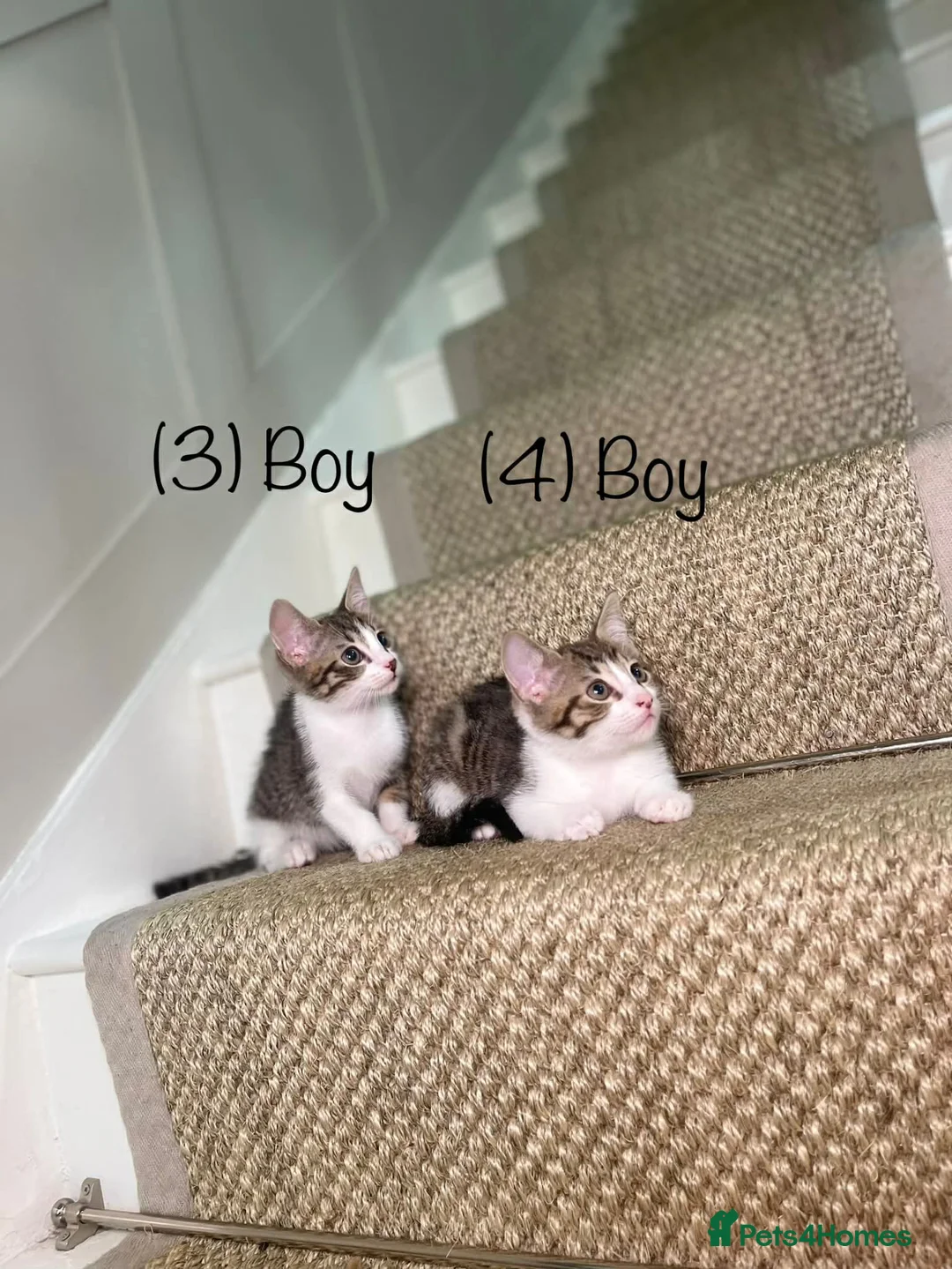 Mixed Breed cats for sale: 5 Tabby kittens Available now  in Feltham - Advert 2