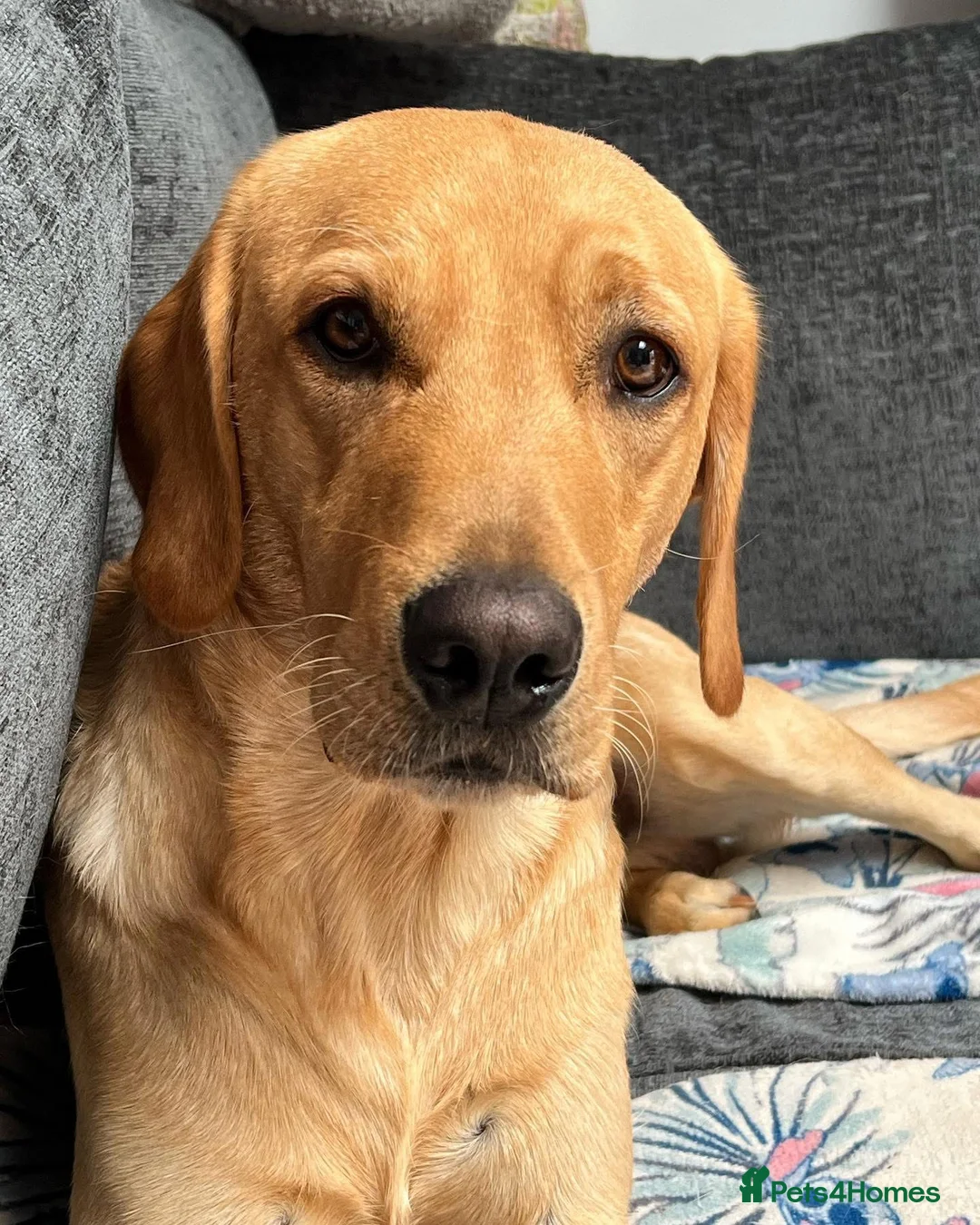 Labrador Retriever dogs for stud: PROVEN, KC REG,HEALTH TESTED LABRADOR FOR STUD - Advert 7