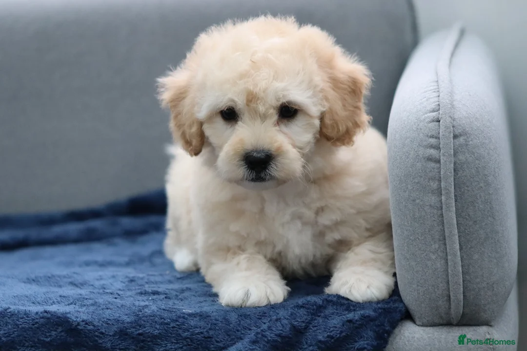 Cavapoochon dogs for sale: Cavapochon puppies for sale - Advert 35