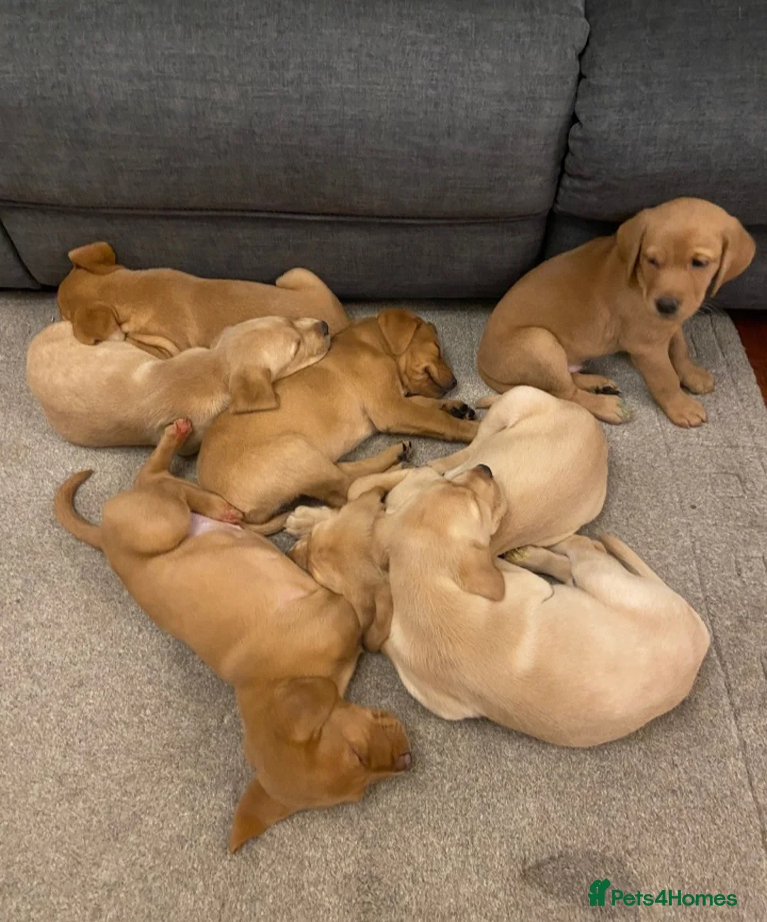 Labrador Retriever dogs for stud: Stud duties  (PROVEN) in Hengoed - Advert 13