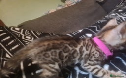 Bengal cats for sale: Ready now!🥰 ✨️3🐆Beautiful Full Bengal Kittens✨️ in Sutton - Image 24