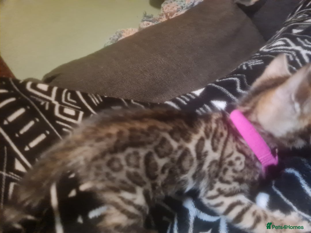Bengal cats for sale: Ready now!🥰 ✨️3🐆Beautiful Full Bengal Kittens✨️ in Sutton - Image 24