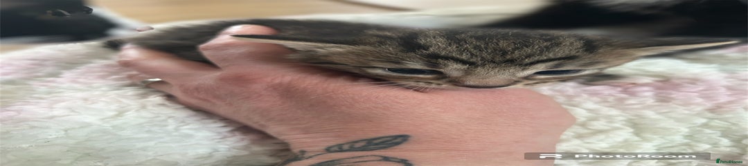 Mixed Breed Kitten 1