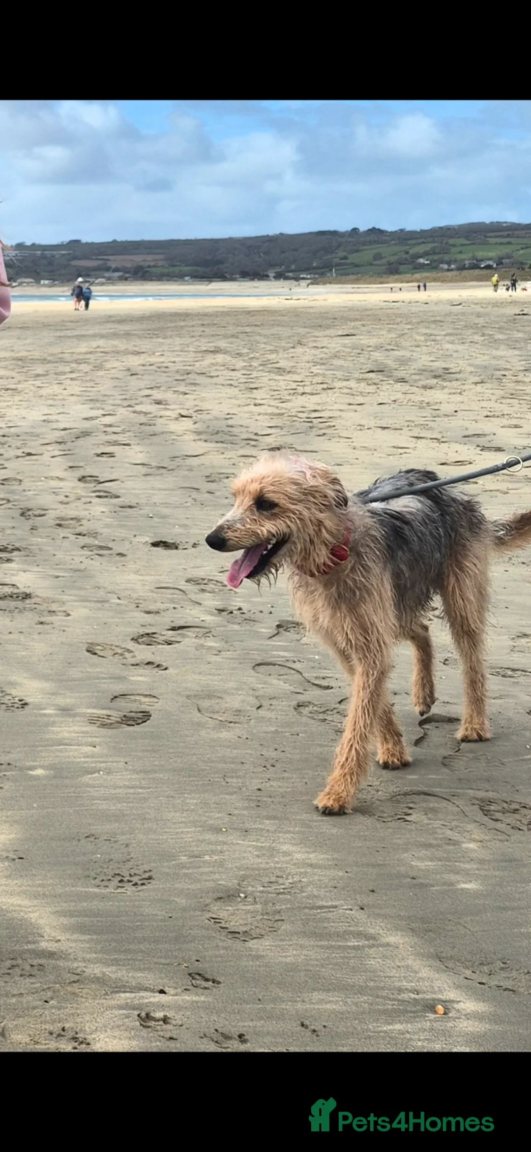 Mixed Breed dogs for sale: 18 month old male Bedlington X Whippet  - Advert 5