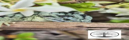 Lizard reptiles for sale: Proven male Abronia taeniata  in Leeds - Advert 2