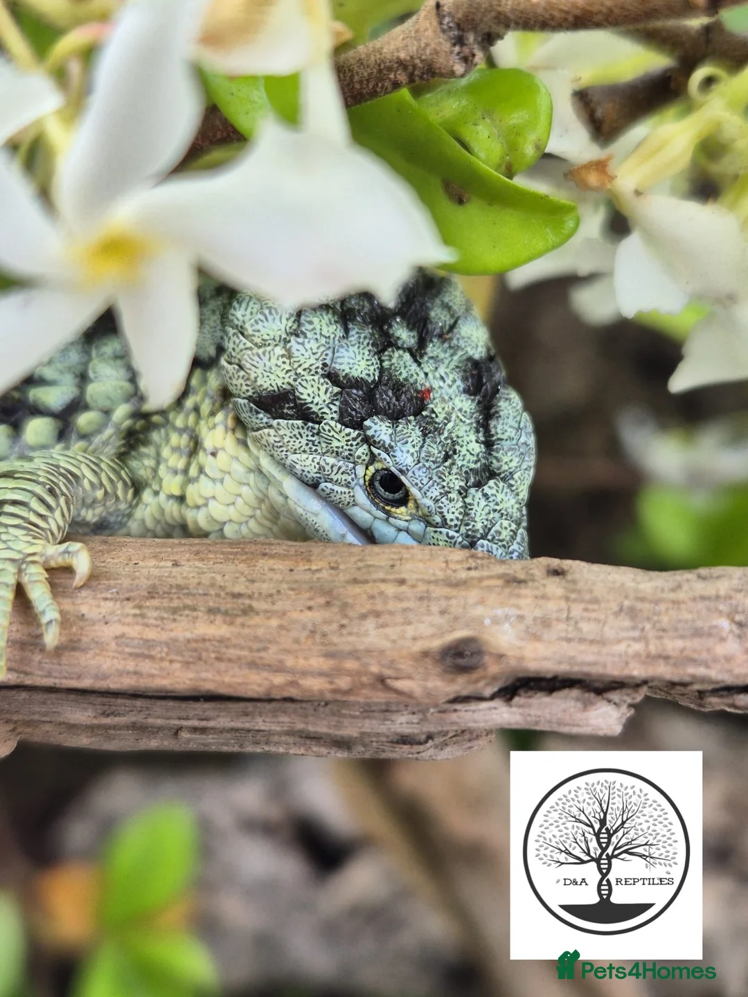 Lizard reptiles for sale: Proven male Abronia taeniata  in Leeds - Advert 2